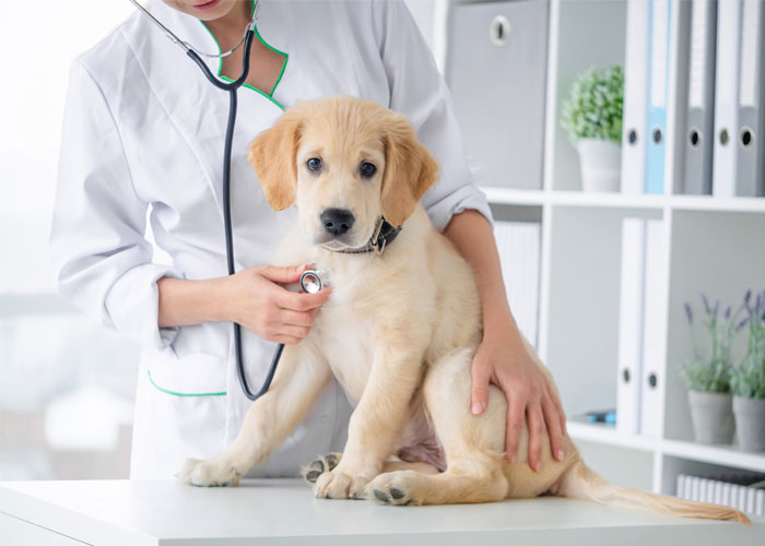 Malattie endocrine nel cucciolo di cane e gatto.